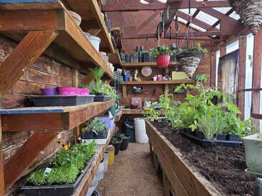 This cozy greenhouse features rustic wooden shelves, potted plants, gardening tools, hanging baskets, seedlings, sunlight streaming through the roof, and various supplies neatly arranged on shelves.