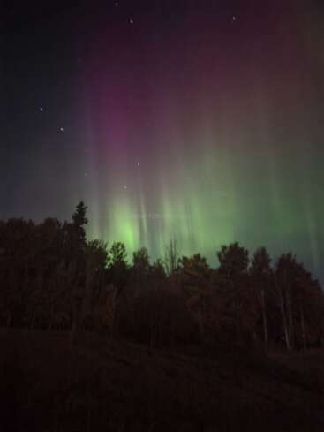 A mesmerizing aurora borealis display illuminates the night sky with green and purple lights above a dark, silhouetted forest, creating a magical, tranquil scene.