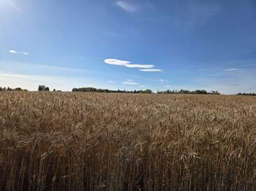 A golden wheat field stretches toward the horizon under a clear blue sky, dotted with scattered clouds, bordered by distant trees and gently illuminated by sunlight.