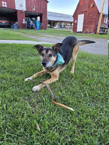 A playful dog wearing a blue bandana crouches on green grass with a stick. Behind, red barns and a parked car suggest a charming rural setting.