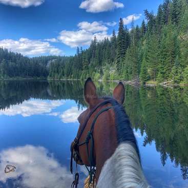 The image depicts a serene scene of a horse\'s head and neck, with a lake, trees, and a blue sky with clouds in the background, captured from the horse\'s perspective.