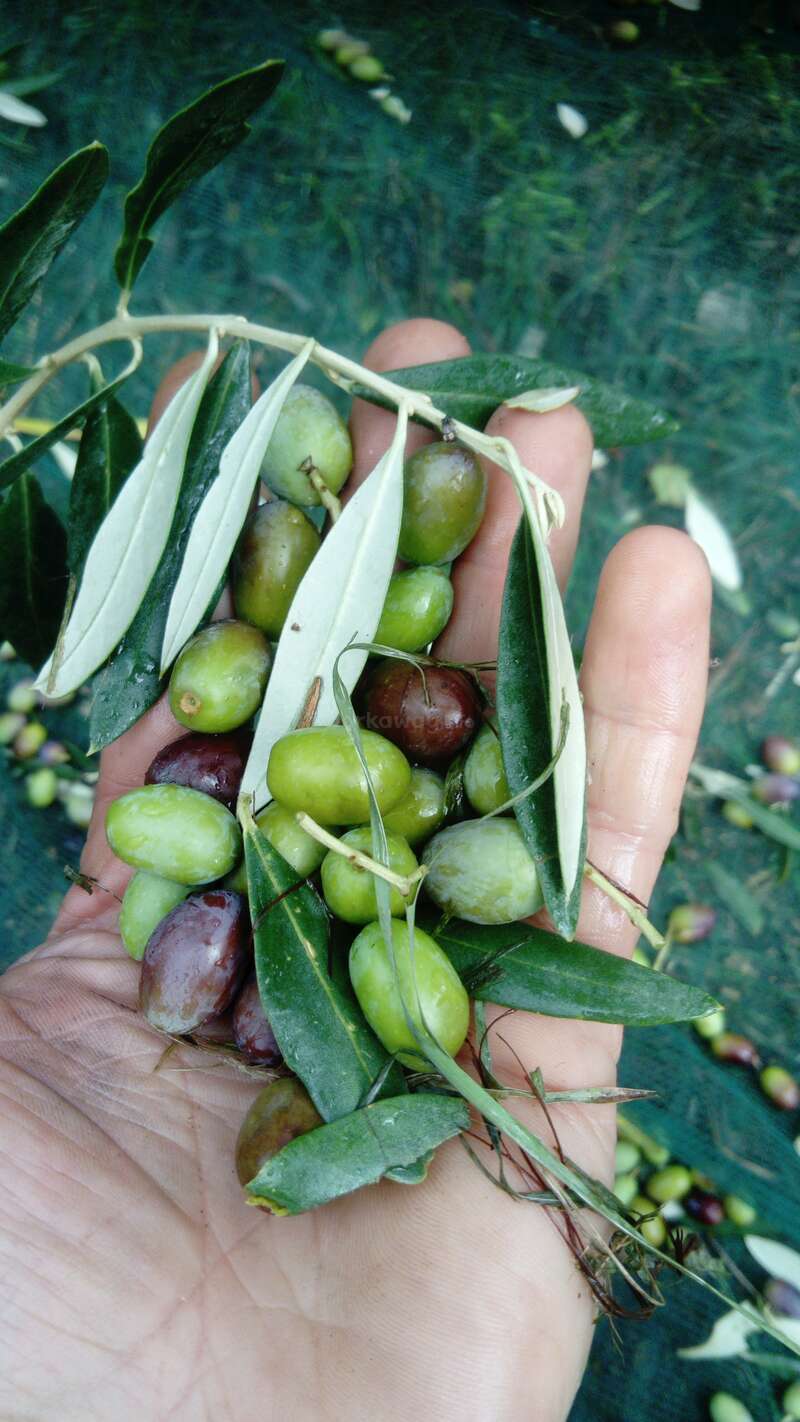 Help with growing olives and experience a healthy life away from stress