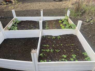 Four white raised garden beds are arranged in a cross pattern, each containing young green plants sprouting in neatly spaced rows, surrounded by dark soil.
