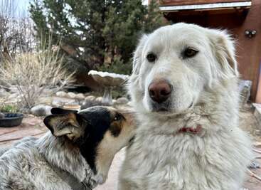 Two dogs are pictured outside. One white fluffy dog looks serious while the other, a smaller dog, affectionately sniffs or nuzzles the white dog’s neck.