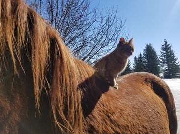 The image depicts a serene scene of an orange cat standing on the back of a brown horse, set against a backdrop of trees and a clear blue sky.