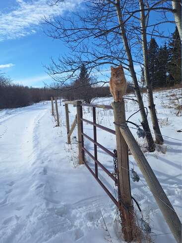 A ginger cat perches confidently on a wooden fence post beside a snowy path, surrounded by bare trees under a vibrant blue sky. Peaceful winter scene.