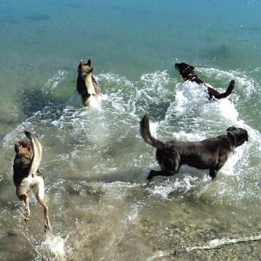 La imagen representa a cuatro perros jugando en el agua, moviendo la cola mientras retozan y chapotean en las olas. La escena destila alegría y energía.