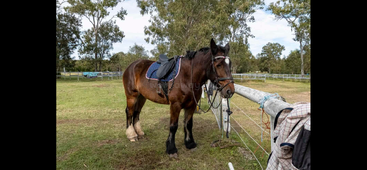 A brown horse with a blue saddle stands tied to a fence in a grassy paddock, surrounded by trees and open space on a cloudy day.