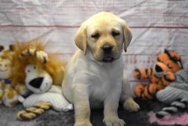 A cute yellow Labrador Retriever puppy sits on a soft dark rug, surrounded by plush animal toys including a lion, tiger, and giraffe, against a light background.