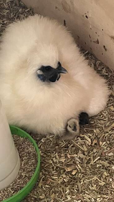 A fluffy white Silkie hen is sitting on straw bedding in a coop, sheltering two small chicks underneath her, creating a cozy and protective scene.
