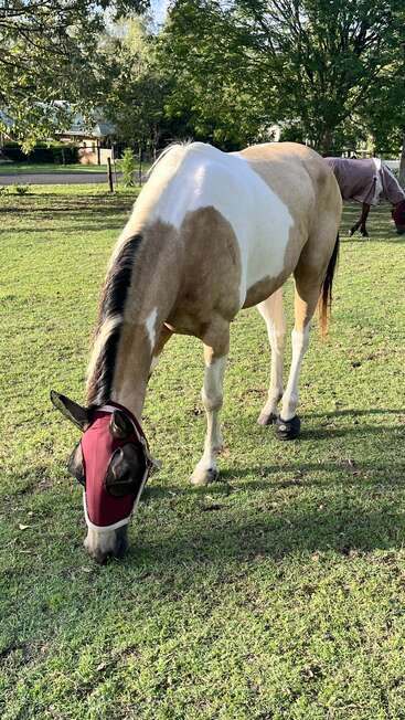 A light brown and white horse wearing a maroon fly mask grazes on green grass in a sunny paddock, with trees and another horse in the background.