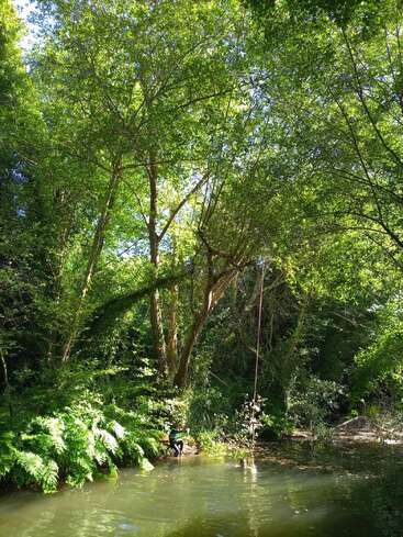 La luz del sol se filtra a través de los frondosos árboles sobre un tranquilo estanque del bosque. Los helechos bordean la orilla del agua. Un columpio cuelga de una rama, invitando a la aventura.