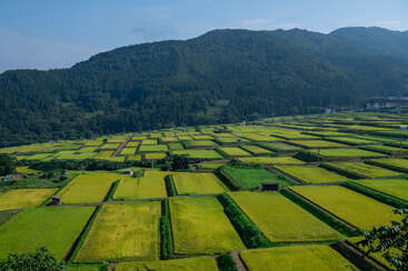 This image shows a patchwork of lush, green and yellow rice paddies stretching across a valley, with forested mountains and blue sky in the background.