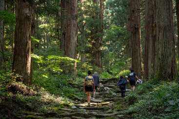 A group of hikers walk along a rocky trail through a lush, green forest filled with tall trees, surrounded by sunlight streaming through the dense canopy.