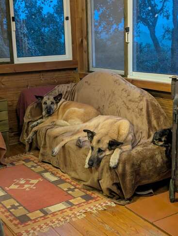 Dos perros grandes descansan en un sofá cubierto con una manta marrón, en una acogedora sala de madera con grandes ventanas, mientras la luz del atardecer se filtra a través de los árboles del exterior.