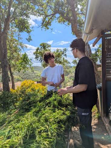 Dos jóvenes están al aire libre, bajo unos árboles, clasificando o manipulando un gran montón de plantas verdes recién cosechadas sobre una mesa, mientras charlan en un día soleado en el campo.