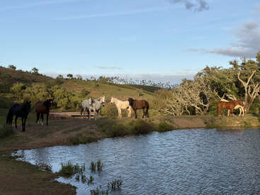 Un grupo de caballos se encuentra junto a un estanque en un día soleado. Las colinas onduladas, los árboles y el cielo azul con nubes completan este tranquilo paisaje natural.