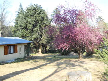 The image depicts a serene scene of a small house with a corrugated metal roof, surrounded by trees and a vibrant pink flowering tree in the yard.