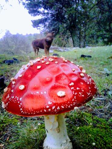 The image features a vibrant red mushroom with white spots, set against a lush grassy backdrop, with a brown animal standing in the distance.