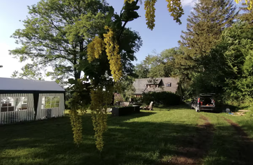 Sunlight filters through yellow hanging flowers in a lush green garden. A marquee, rustic house, garden furniture, and a car complete this peaceful countryside scene.