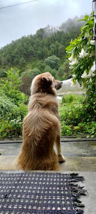 Un esponjoso perro marrón sentado tranquilamente en un porche, contemplando las montañas cubiertas de pinos, rodeado de exuberante vegetación y flores blancas en flor: una escena serena y tranquila.
