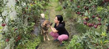 Una mujer con pantalones rosas acaricia cariñosamente a un perro en un huerto lleno de manzanas rojas maduras. Unas plantas verdes las rodean, creando un entorno tranquilo y natural.