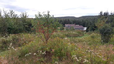 Das Bild zeigt eine ruhige Landschaft mit einer Wiese, Bäumen und einem Gewässer, die ein Gefühl von Ruhe und natürlicher Schönheit hervorrufen. Wahrscheinlich handelt es sich um einen Park oder einen friedlichen Ort im Freien.
