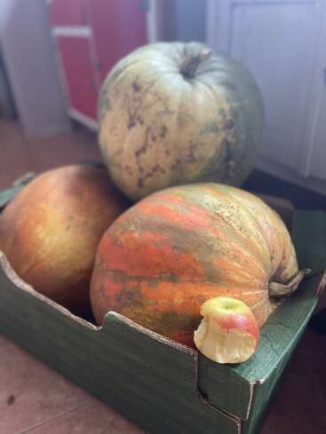 En una caja de cartón verde hay tres grandes calabazas de colores verde y naranja. Una manzana roja parcialmente carcomida descansa en el borde de la caja. En el interior.
