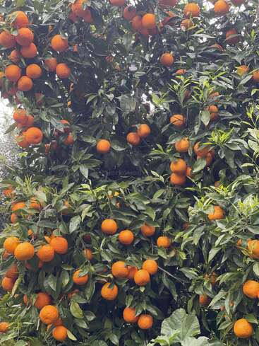 Un frondoso naranjo con numerosos frutos maduros de color naranja brillante entre densas hojas verdes. Las ramas están muy cargadas, lo que indica una cosecha sana y fructífera.