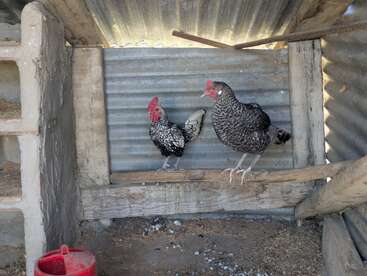 Two chickens, one black and white and the other speckled, perch inside a rustic chicken coop made of corrugated metal and wood, with nesting boxes visible.