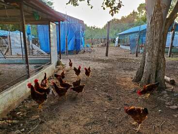 Cette image montre un élevage rural de poulets avec plusieurs poulets bruns errant librement sur le sol en terre battue, entourés de poulaillers aux toiles bleues et d'arbres dans la matinée.