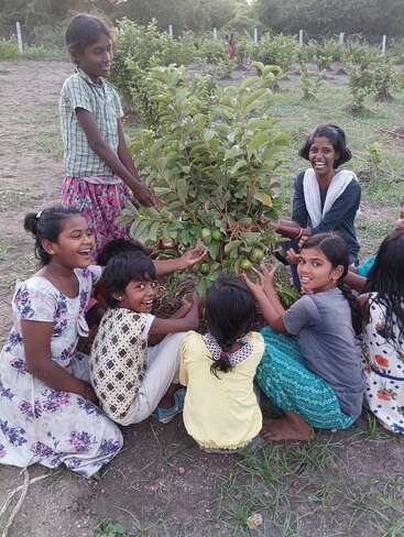 A group of smiling children gathers around a small guava tree in a field, touching its green fruit and enjoying a joyful moment together outdoors.