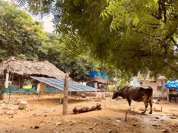 L'image représente une scène rurale sereine avec une vache debout dans une zone clôturée, entourée d'arbres, d'une cabane et de panneaux solaires, dégageant un sentiment de tranquillité et de simplicité.
