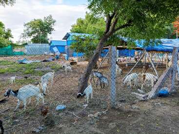 Cette image montre une zone clôturée avec plusieurs chèvres qui broutent sur le sol. Des arbres, des hangars à toit bleu et diverses fournitures agricoles sont éparpillés tout autour.