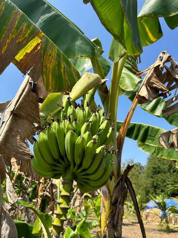 Cette image montre une grappe de bananes vertes non mûres poussant sur un bananier, entourées de grandes feuilles vertes et d'un feuillage sec et brun, sous un ciel bleu clair.
