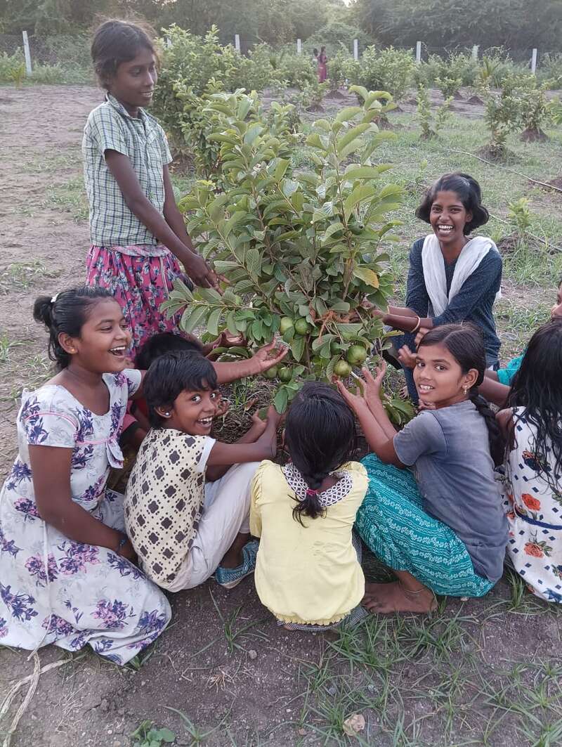 Un groupe d'enfants souriants se rassemble autour d'un petit goyavier dans un champ, touchant ses fruits verts et profitant d'un moment de joie en plein air.