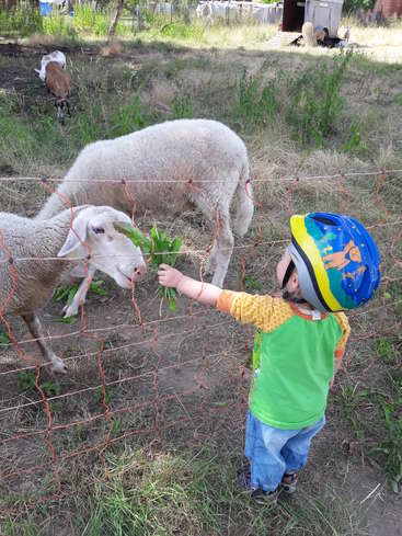Un jeune enfant portant un casque nourrit un mouton à travers une clôture, avec d'autres animaux en arrière-plan, par une journée ensoleillée.