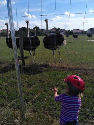 Un jeune enfant portant un casque rouge regarde à travers une clôture un groupe d'autruches dans un champ herbeux, avec des maisons en arrière-plan, lors d'une journée ensoleillée.