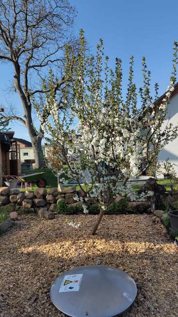 Un arbre en fleurs blanches se trouve dans un jardin entouré de copeaux de bois, de pierres et d'un couvercle en métal, avec des maisons et des arbres en arrière-plan.