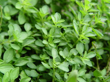 This image shows a close-up of fresh green thyme leaves. The tiny, oval-shaped leaves are densely packed together, revealing the plant’s healthy, vibrant growth.