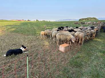 The image depicts a black and white dog herding a flock of sheep in a fenced field, with a serene landscape of trees and mountains in the background.