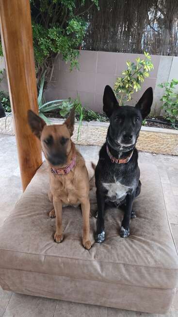 Dos perros están sentados al aire libre sobre un gran cojín beige. Uno es de color marrón claro y se ve borroso; el otro es negro con manchas blancas; ambos llevan collares rosas. Detrás hay plantas.
