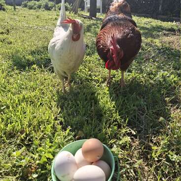 A white hen and a brown rooster stand on grass in a sunny backyard, with a small green bucket filled with fresh eggs in the foreground.