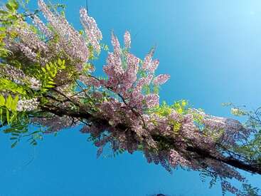 Una vibrante enredadera de glicinas cubierta de racimos de suaves flores de color lavanda se extiende por la imagen, contrastando maravillosamente con un cielo azul claro en un día soleado.