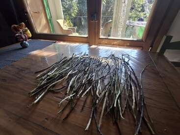 Un manojo de ramitas o tallos largos y finos se extiende sobre una mesa de madera cerca de una ventana luminosa, con la luz del sol iluminando la escena en el interior.