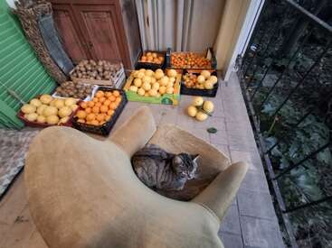 Un acogedor gato descansa en una gran silla beige en un balcón rodeado de cajas de naranjas, pomelos, patatas y cítricos frescos. Escena apacible.