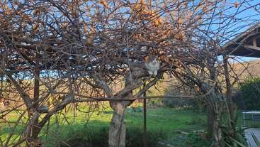 Un esponjoso gato gris y blanco está posado entre las ramas de un árbol sin hojas, rodeado de un frondoso campo de hierba verde y un cielo azul.