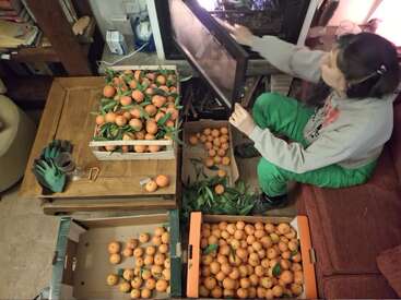 Una mujer sentada junto a una chimenea está rodeada de cajas de naranjas recién recolectadas con hojas verdes, guantes, un vaso y libros cerca en una acogedora habitación.