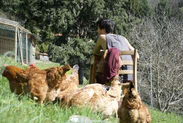 A person sits on a wooden chair in a grassy field, surrounded by chickens, near a coop, with trees and nature creating a peaceful rural scene.