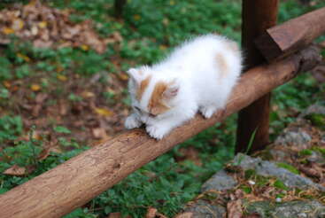 Un esponjoso gatito blanco y naranja se balancea con cuidado sobre una barandilla de madera al aire libre, rodeado de vegetación y hojas caídas, con cara de curiosidad y explorando su entorno.
